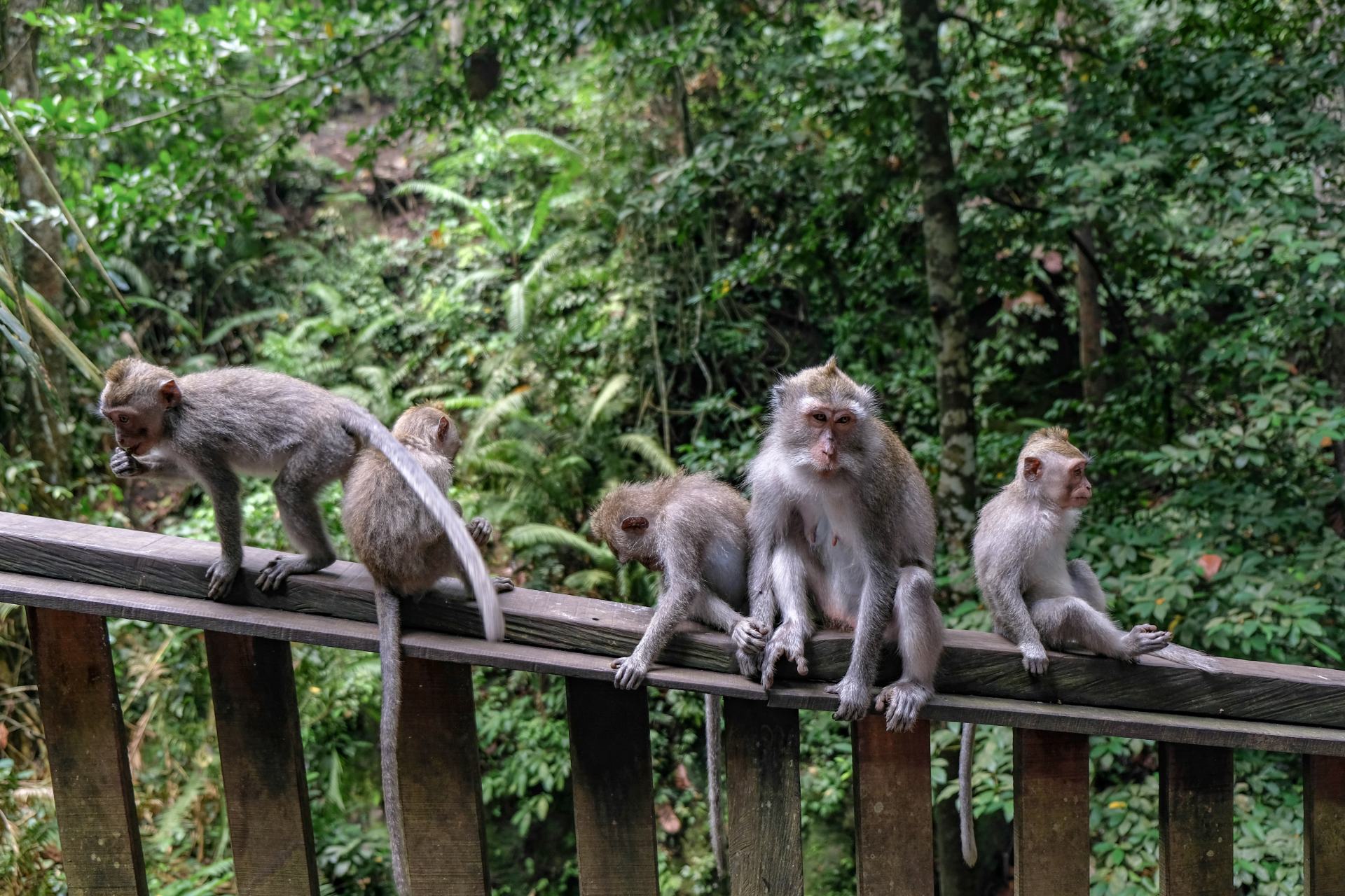 ubud monkey forest